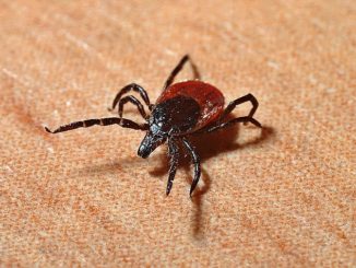 Borreliose – wenn das eigene Kind betroffen ist