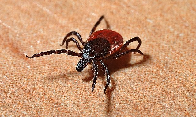Borreliose Kind Borreliose – wenn das eigene Kind betroffen ist
