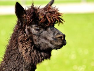 Spuckendes Lama Baby