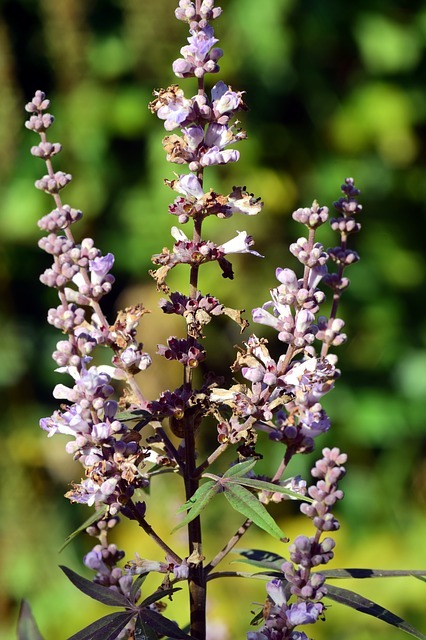 Agnus Castus Erfahrungen Wir Eltern