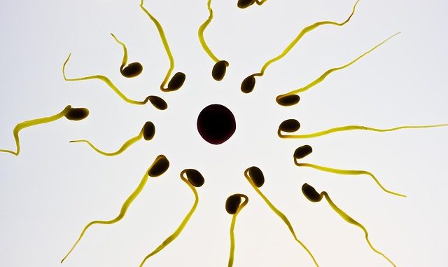 Bakterien im Sperma