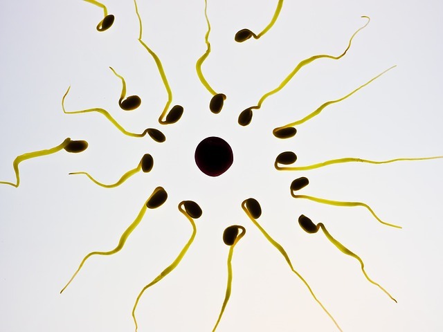 Darmbakterien Im Sperma