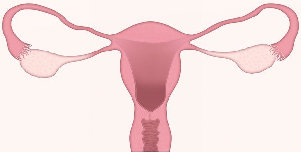 Eierstockschwangerschaft – Ursachen, Anzeichen, Verlauf, Risiken und Behandlung