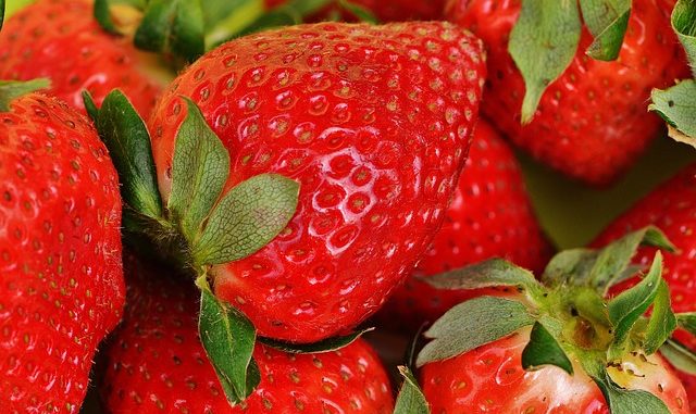 Erdbeeren in der Stillzeit