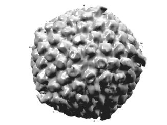 Herpes gestationis