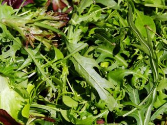 Rucola in der Schwangerschaft – Ist das wirklich schaedlich fuer mein Baby?