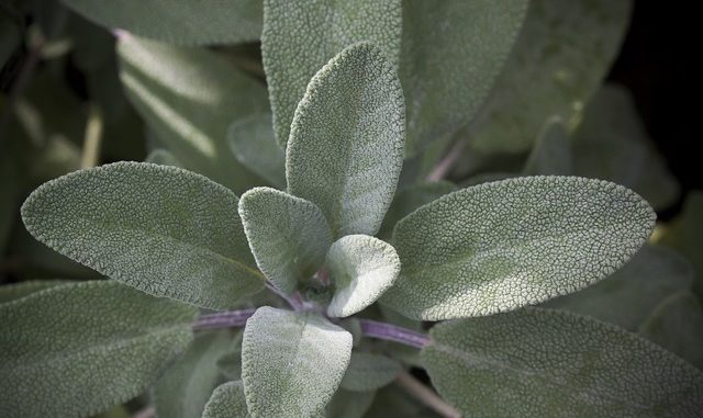 Salbei in der Stillzeit Salbei in der Stillzeit